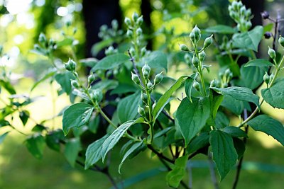 Philadelphus coronarius - poupata a list